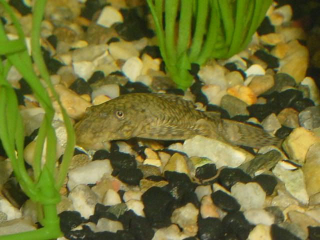 L-146BulldogPleco02.jpg