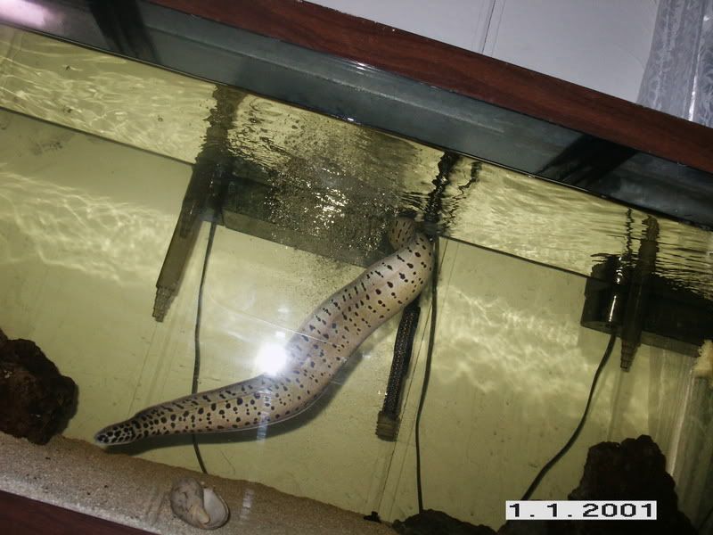 PICT9711.jpg