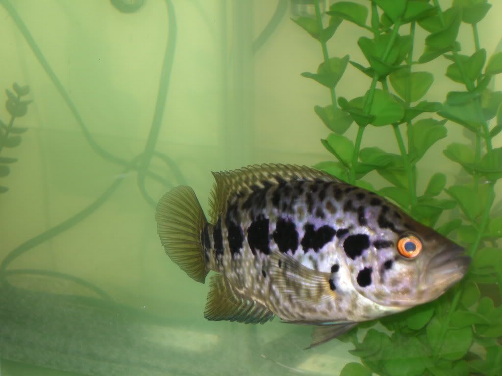 DSCN4936.jpg