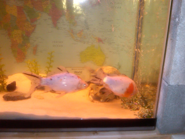 goldfish4.jpg