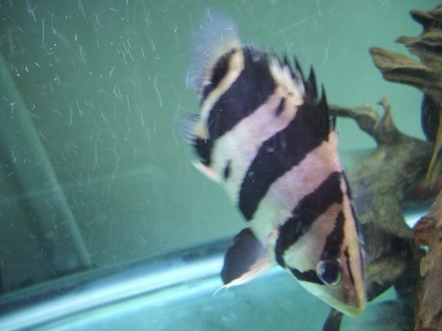 DSCF2187.jpg