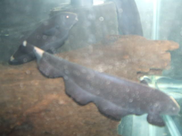DSCF2419.jpg