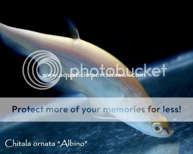 Albino Clown Knife Pics