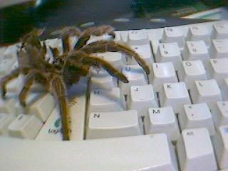 SPIDEY.jpg