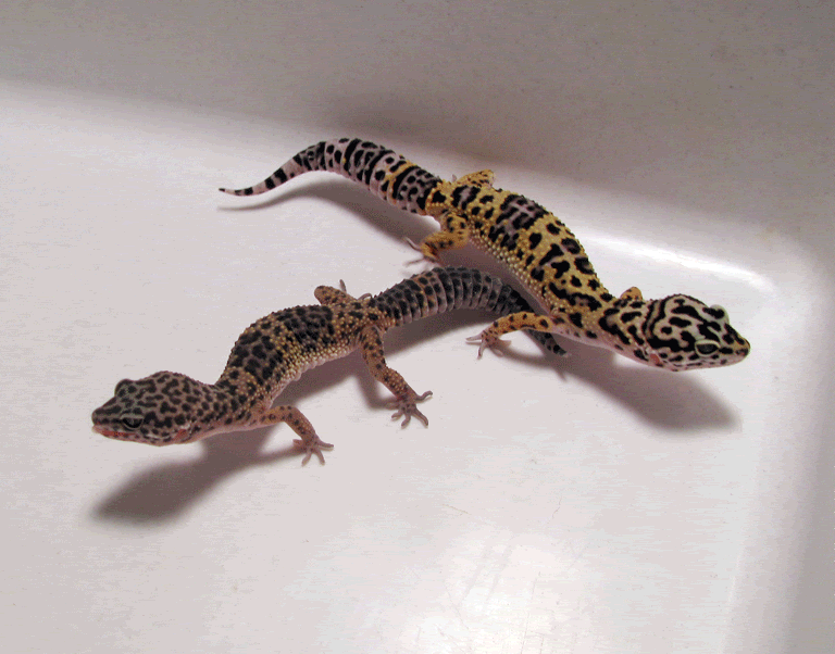 5-Month-Old-LG-2.gif