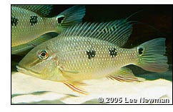 www.cichlid-forum.com
