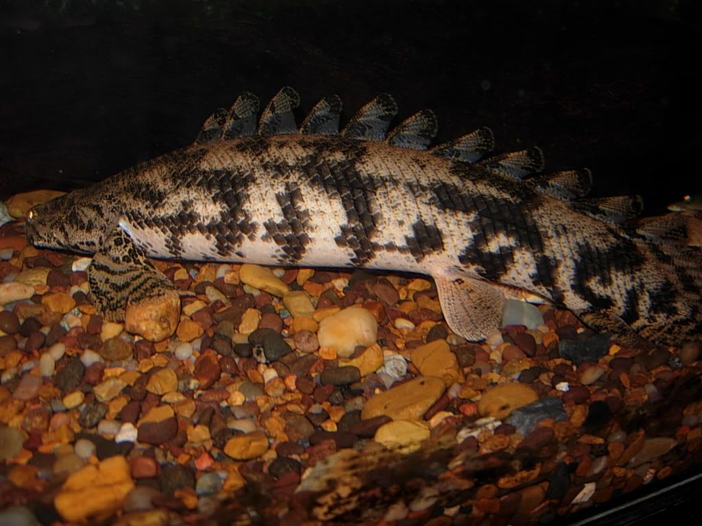 newfishpics036.jpg
