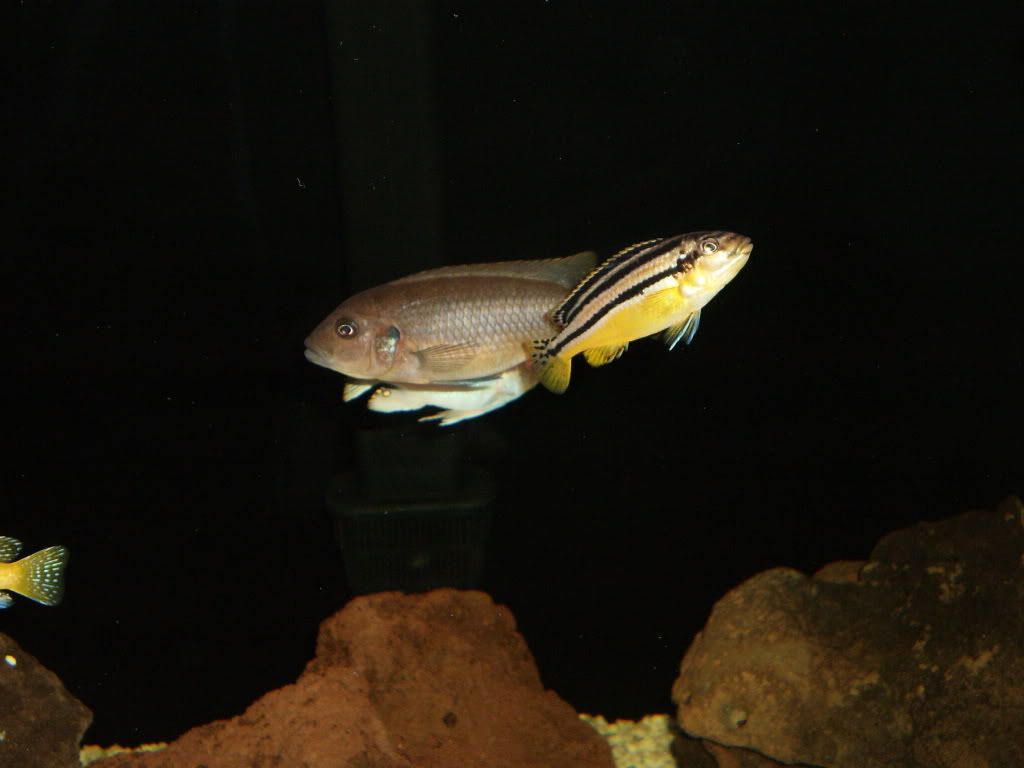 Fish065.jpg