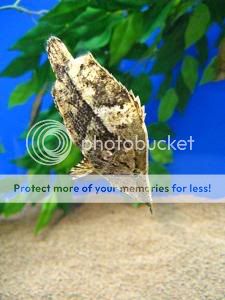 leaf-fish.jpg
