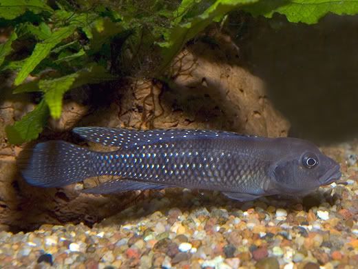 lamprologus_congoensis.jpg