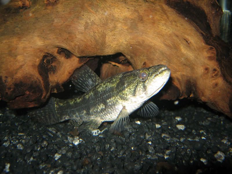 Wolf-Fish-056.jpg
