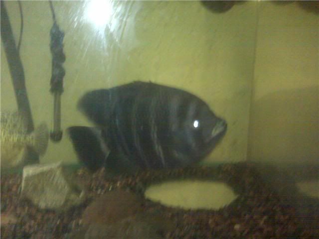 SAcichlid.jpg