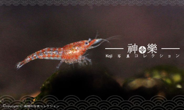 14_Jun_2016_Shrimplet002_zpsrefvatbo.jpg