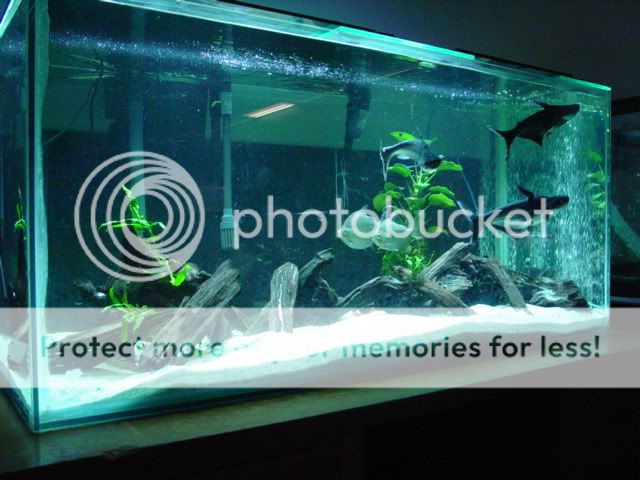 DSC09009.jpg