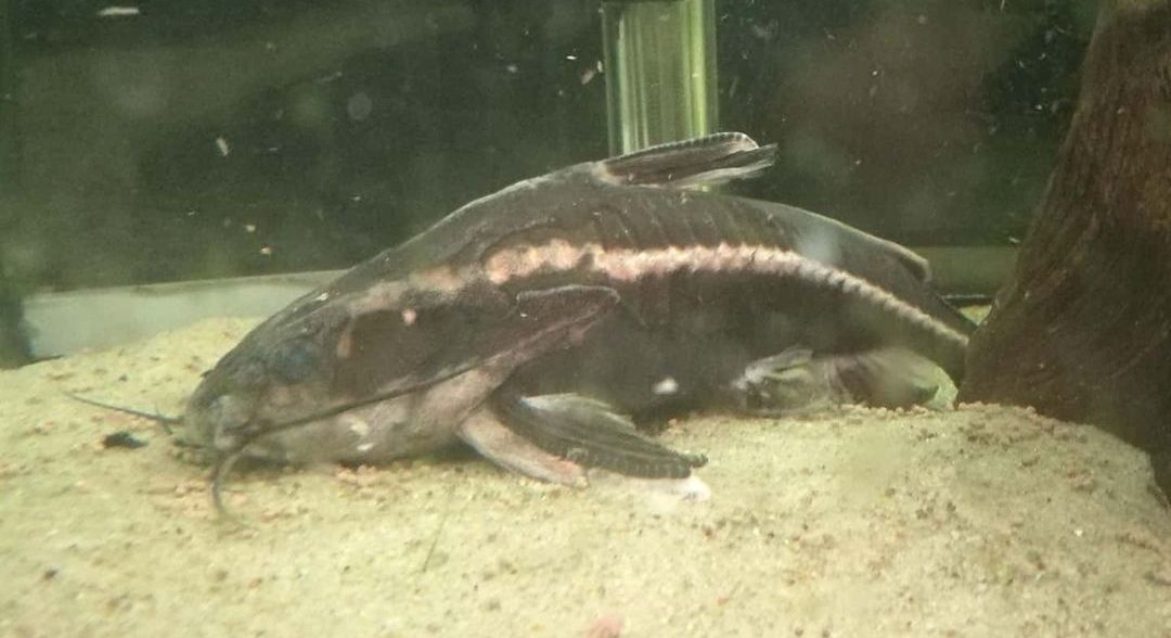 Oldest Striped Raphael Catfish (47+ Years Old