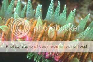 tongue_polyps.jpg