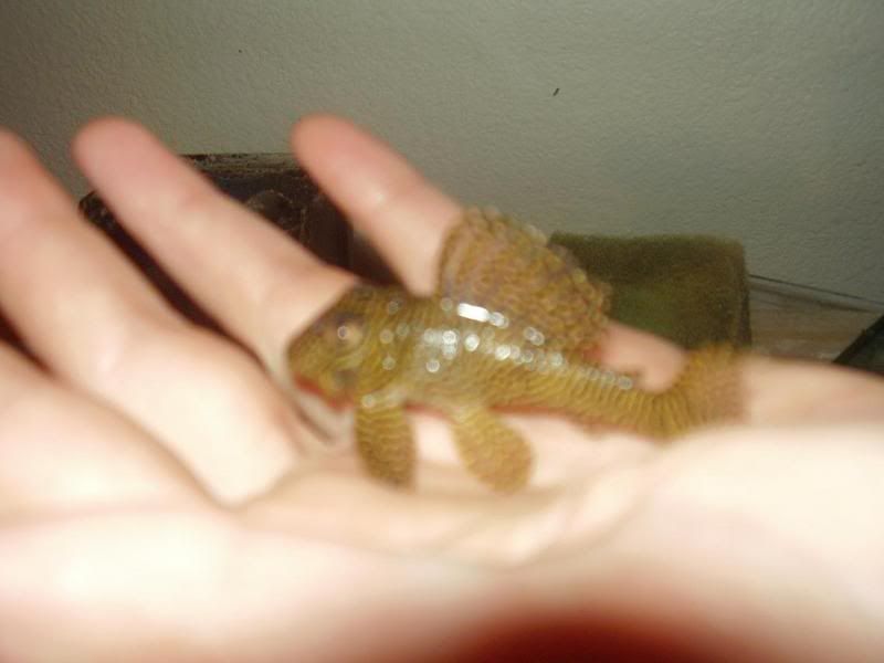pleco3.jpg