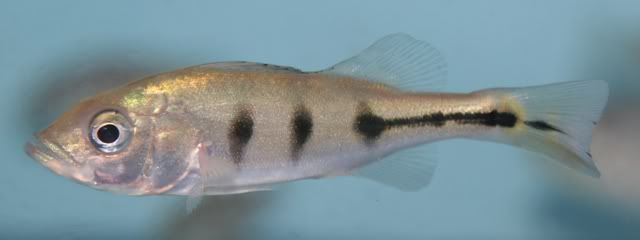 PeacockBass1.jpg