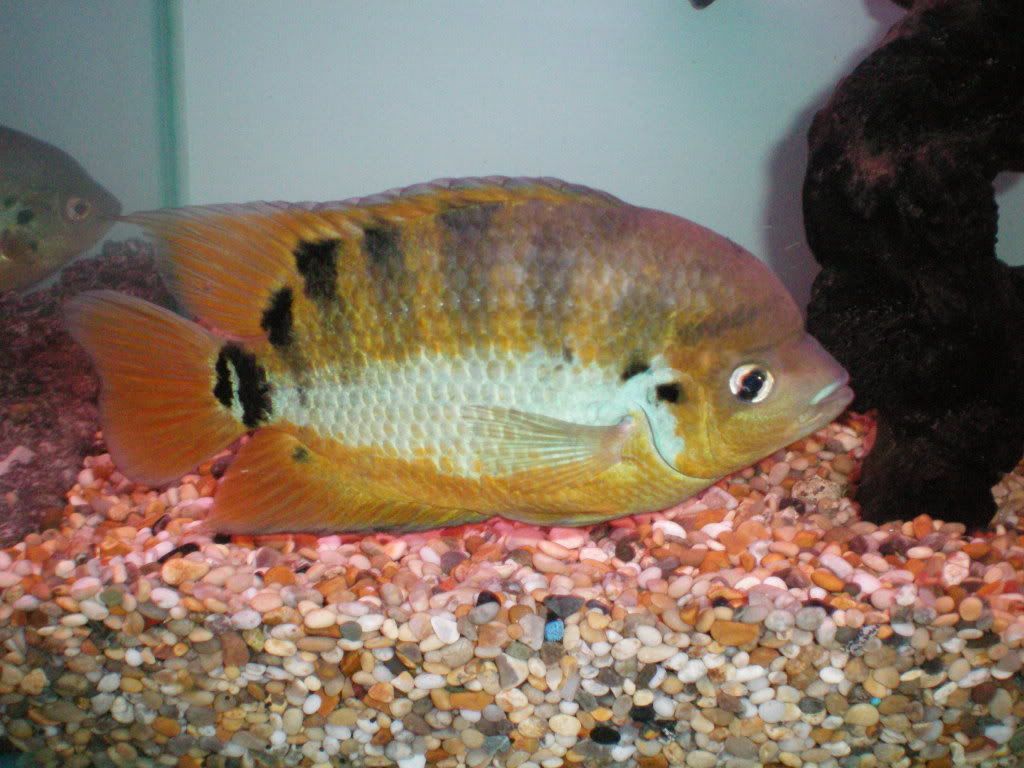 waynesfish011-1.jpg