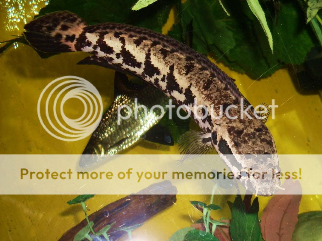 Parachanna Parachanna obscura MonsterFishKeeperscom