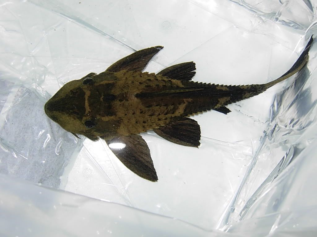 plecos010.jpg