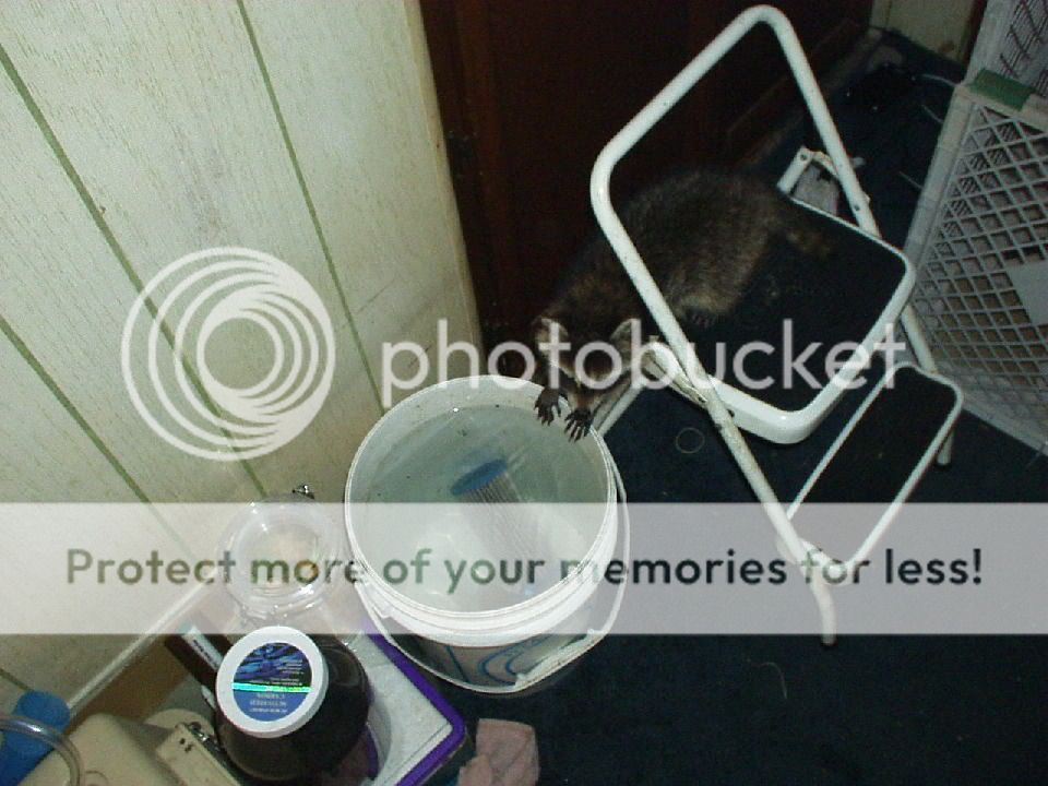 recent_fish_pics_with_digi_cam_027.jpg