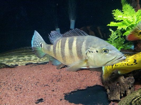 fISHYPICS040820121966.jpg