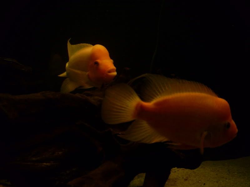 S5031336.jpg