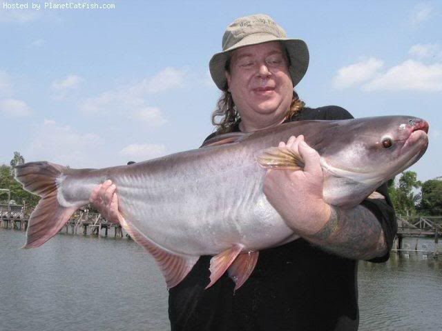 iridescentsharks.jpg