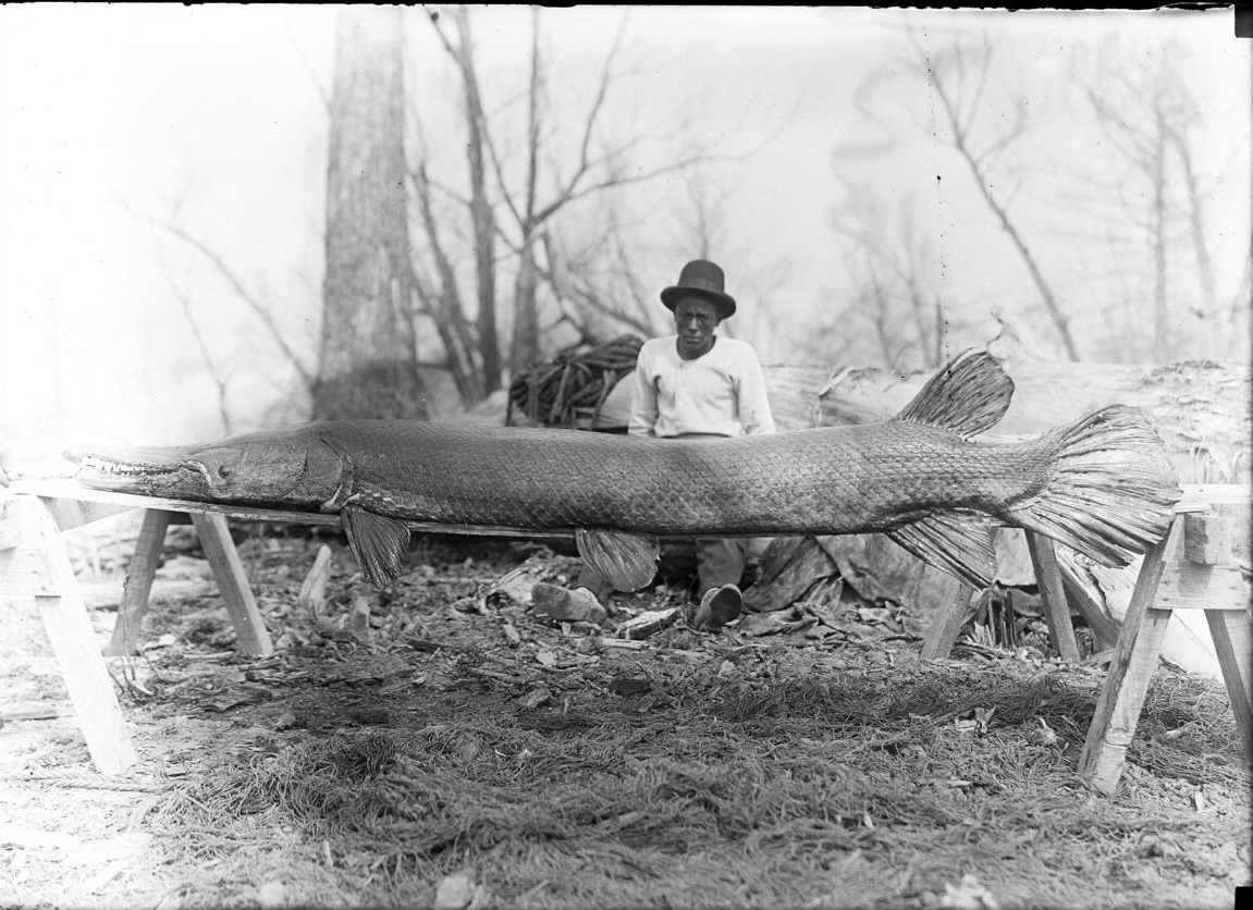 Alligator_gar.jpg