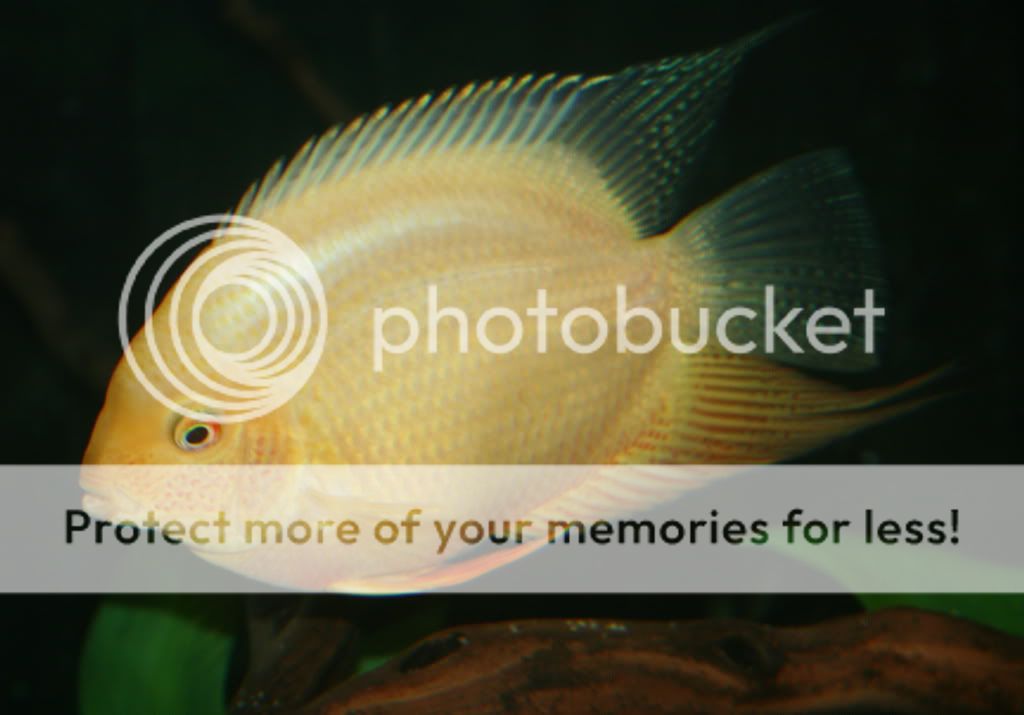 Gold_031909_01.jpg