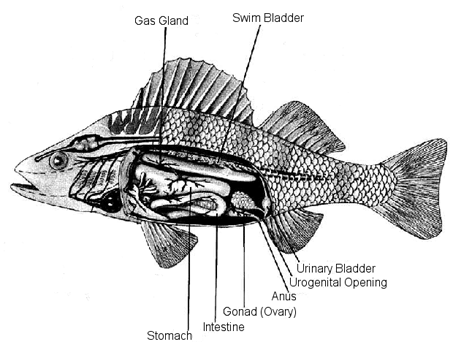 art_fish_anatomy_01.gif