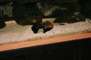 BriansFISH101.jpg