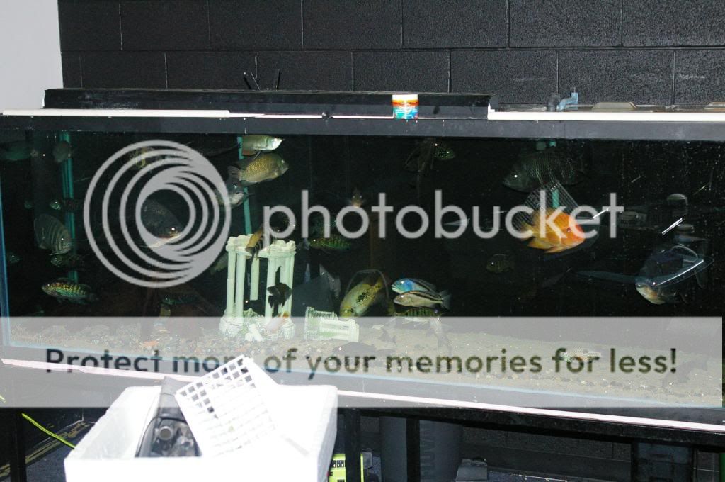 IMGP4686.jpg