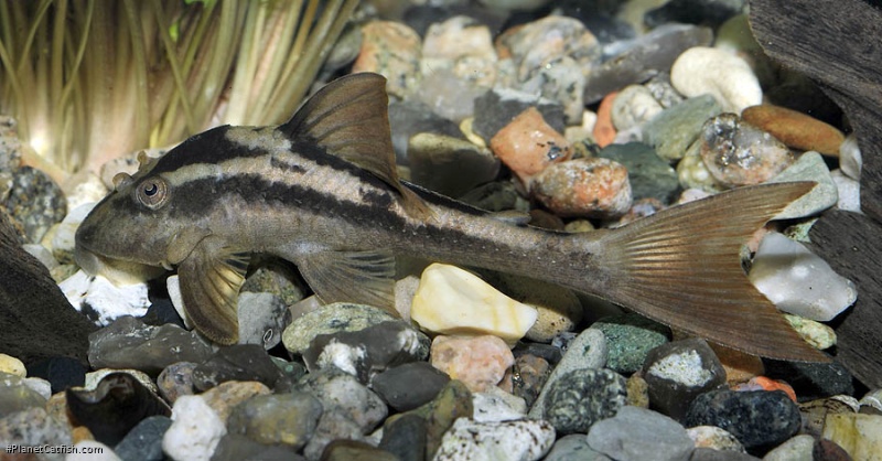 Image result for L132 pleco