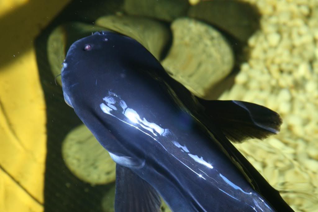 FishFishFish038.jpg