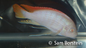 albinogresh.jpg