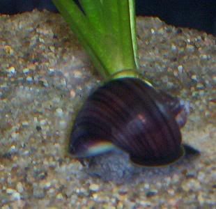 snail.jpg