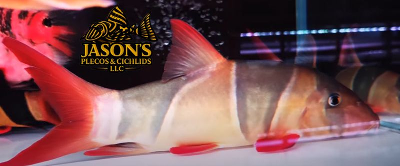 jasonsplecoscichlids.com