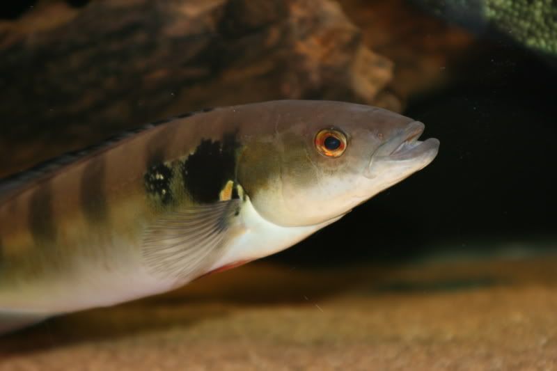 pikecichlid.jpg