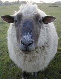sheep170904.jpg