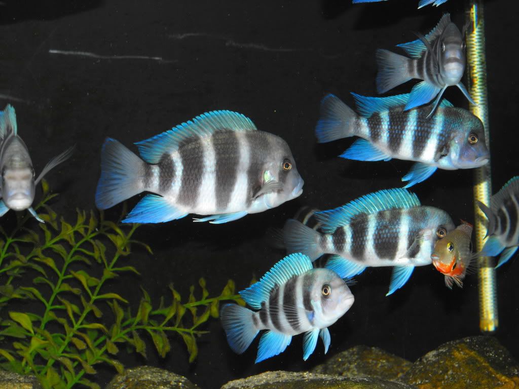 frontosaJune2009012.jpg