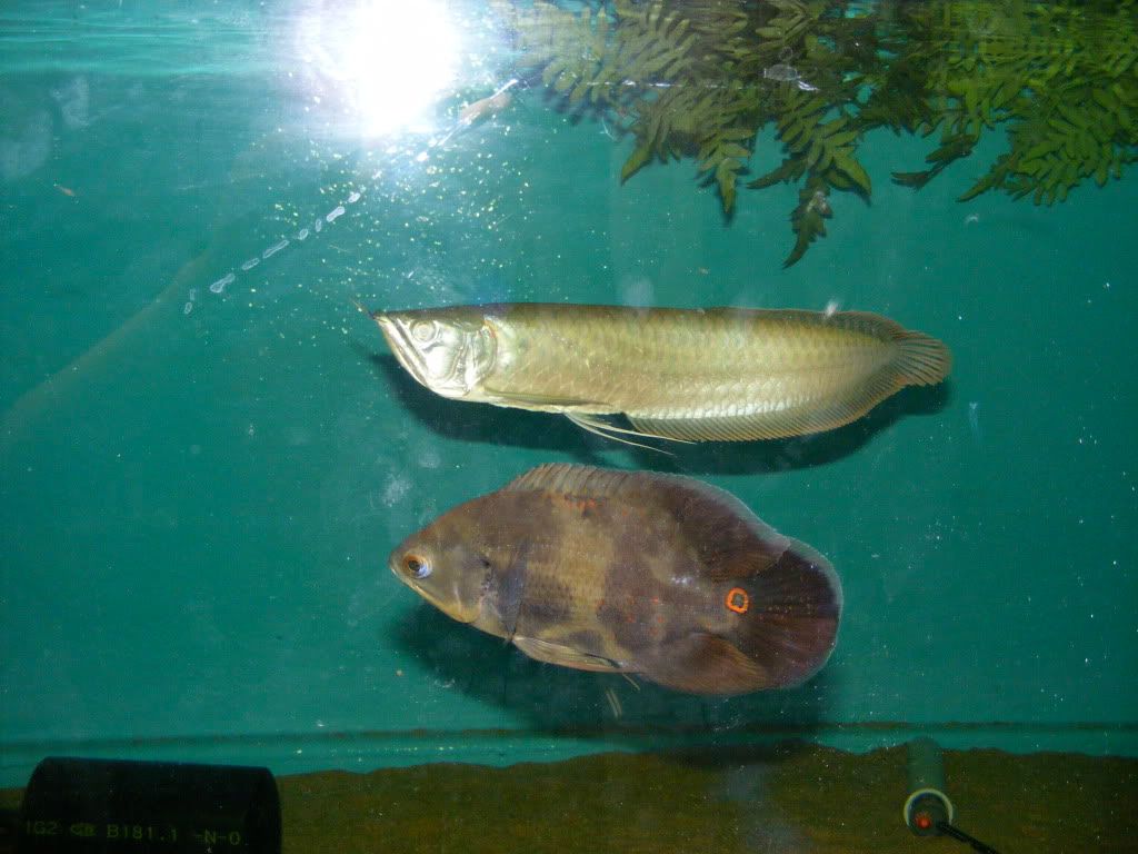 DSCF2675.jpg