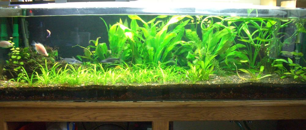 planted_tank.jpg