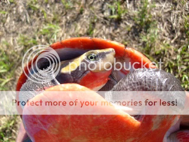 Exceptional Adult Female Pink Belly Sideneck Turtle - Fl, shipping