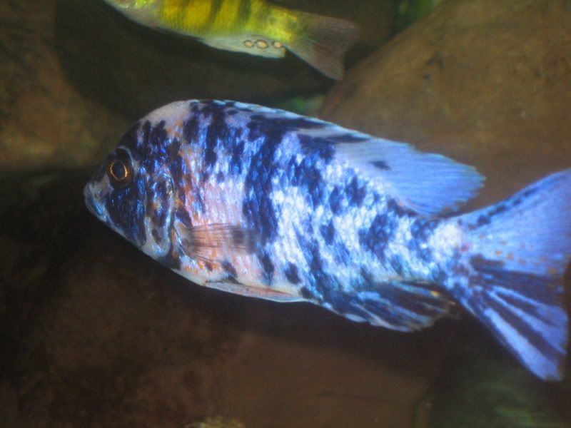 fish31508007.jpg