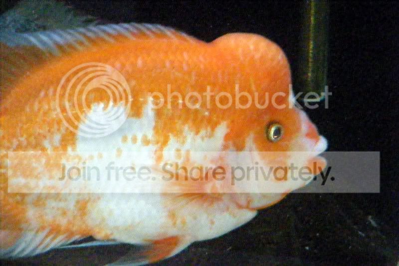 DSCF1269.jpg
