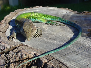 green_ameiva4.jpg