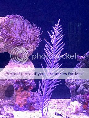 PurpleSeaPlume.jpg