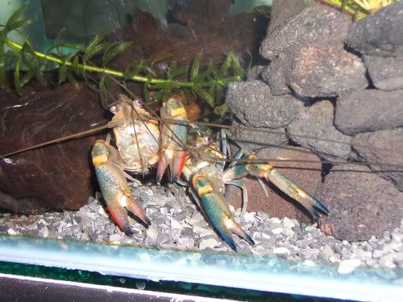 crayfish3.jpg